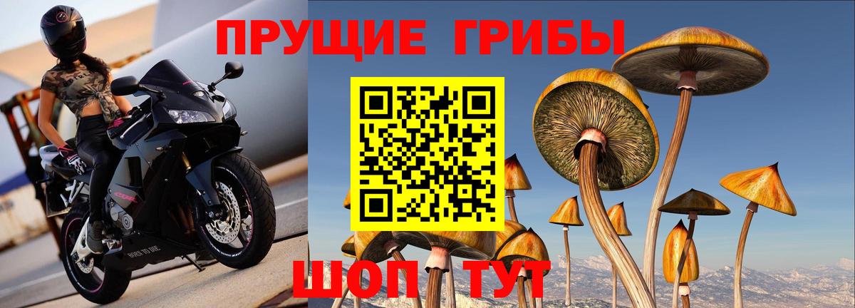 Аргун  Псилоцибиновые грибы прущие грибы  Вход с VPN 